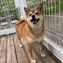 러브독 애견스쿨 이미지