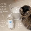 고양이 입냄새 양치스트레스 때문에 본아페티 마시는 치약 내돈내산 후기