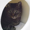 살랑 그루밍 이미지