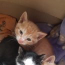 멍이랑 냥이랑 이미지