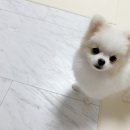 펫마루 | 강아지 마루 바닥 시공 펫마루 추천 펫테리어 후기