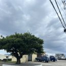 스테이 바미 이미지