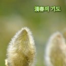 천춘(淺春)의 기도 이미지