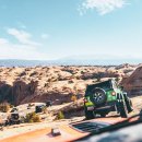 Beauty in Dog's 이미지