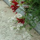 가야2리 이미지