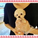 뿔난강아지 이미지