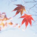 합천불고기 이미지