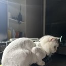 목욕하는 고양이 | 다산 고양이미용 황금산고양이 무마취미용 후기