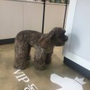 VIP동물의료센터 서초동작점 네이버블로그