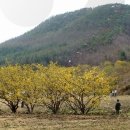 양평산수유펜션 이미지