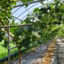 금호농장 이미지