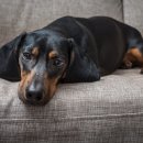 초록동물병원 이미지