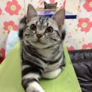 일리그루밍 이미지