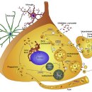 Re:Alpha-synuclein biology in Lewy body diseases 그리고 alpha-시누클레인 pathology 이미지