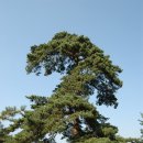 송백건설(주) | [서울포스트, 탐방] 조선왕릉의 본산 '동구릉(東九陵)'