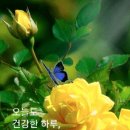 안의꽃사랑 이미지