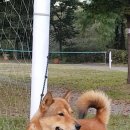 진도축산 이미지