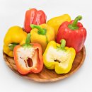 매료피티 이미지