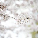 봄이상점