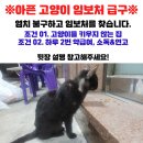 씨유 일광드림점 | 내 마음에 콕 박혀버린 #길고양이 #흑당 #유기묘 #구조일기 #대전유기묘