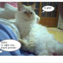사루 - 강릉시 | 사루