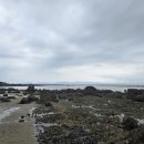 점박이 물범가족 이미지