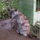 머루와 다래 이미지