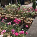 로자리안 이미지