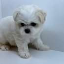 강남고양이 분양 히어로펫 | 강남강아지분양 고양이분양 서리펫에서 프리미엄 반려동물 입양 후기