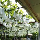 전원민박 이미지