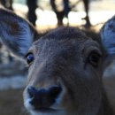 달성공원 이미지