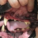 콩닥 동물병원 이미지