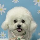 멍데이 살롱 이미지