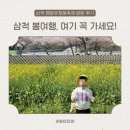 꽃 | 삼척 맹방유채꽃축제 후기 벚꽃까지 예뻤던 봄 여행