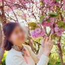 씨유부산중구중앙점 | 부산 겹벚꽃 명소 민주공원 이번주 지나면 끝! 만개 실시간 후기