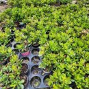 화월농장 이미지