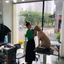 하나펫살롱 이미지