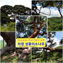 의령 성황리 소나무 이미지