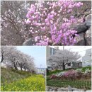 다와당구장 Daum카페