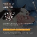 광명 24 아이디동물의료센터 네이버블로그