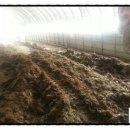 마이산 흑염소 농장 이미지