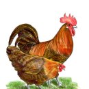 수탉 이미지