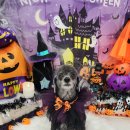 크라운 그루밍 이미지