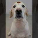 몽블리스 이미지