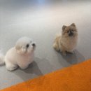 피터펫 미사점 이미지