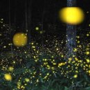 반딧불 프리미엄 이미지