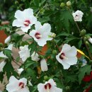 화성무궁화 이미지