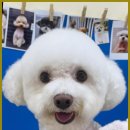 이끌리개 이미지