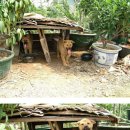 우리집강아지 이미지