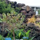 제주흑돼지전문점 꽃담 이미지